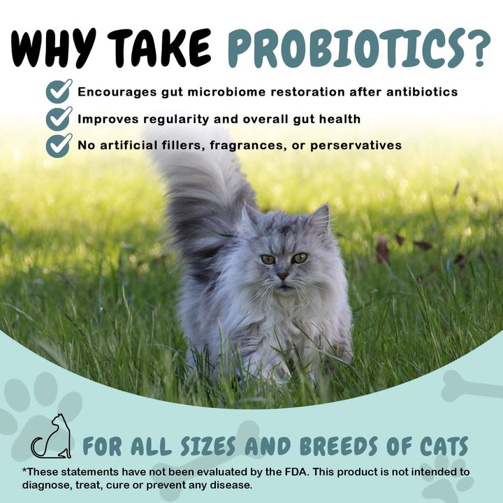 scd digestive health for cats