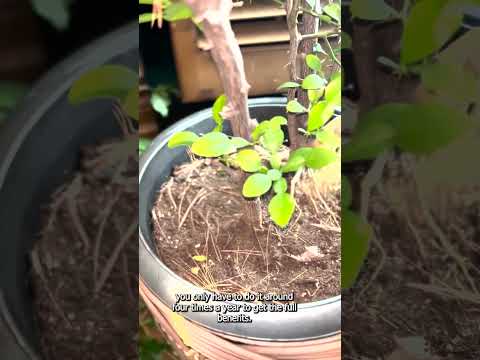 All Seasons Bokashi Video