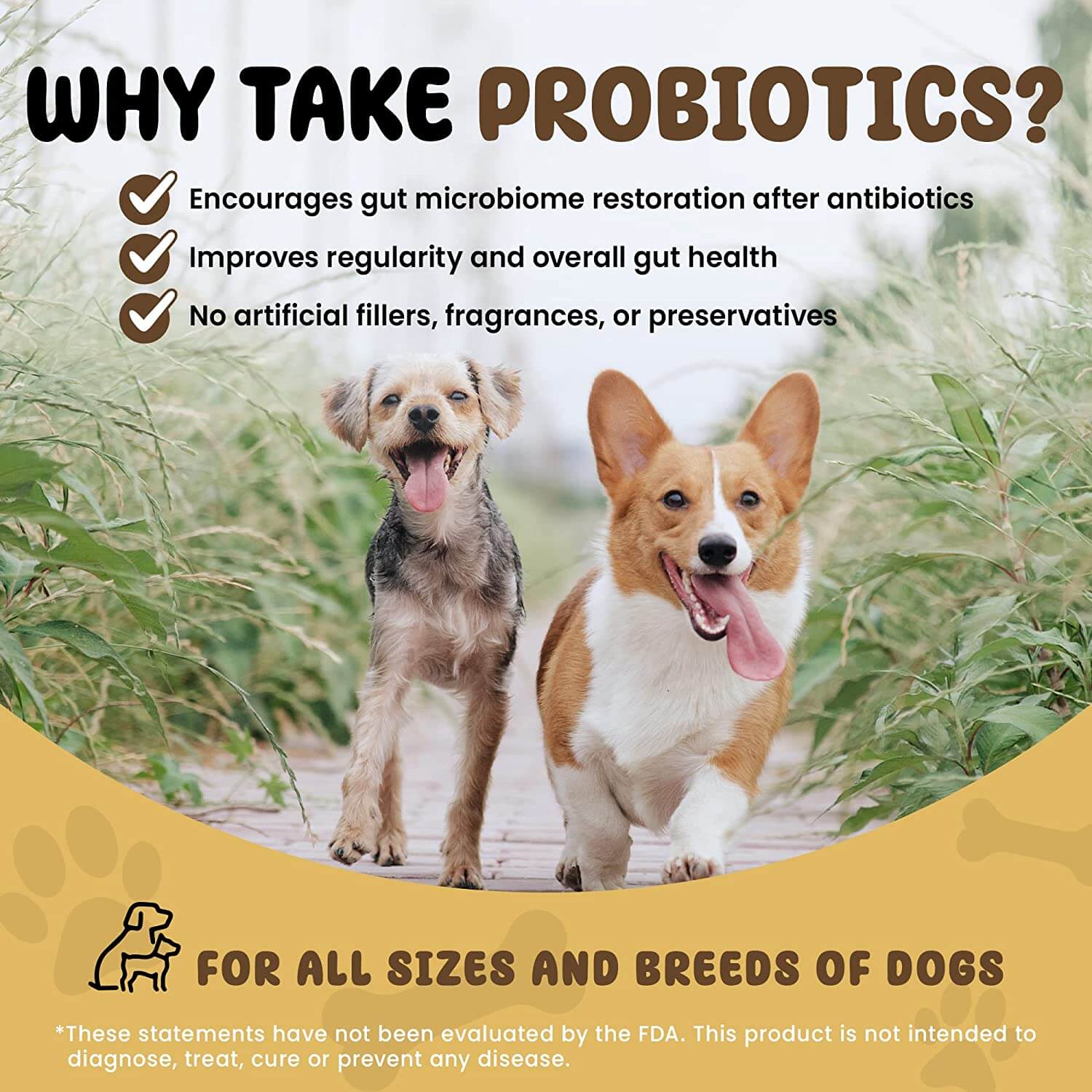 Probiotics for dogs on antibiotics hotsell